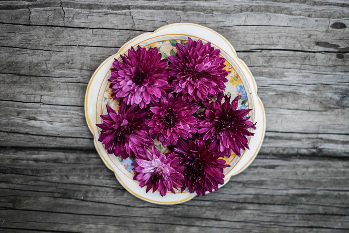 flowers on table pink petaled flowers on white ceramic plate flowers on plate